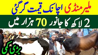 Malir Maweshi mandi Sasta soda 2024 Sasta tareen Janwar mil gya Malir Mandi today Prices [upl. by Nennek]