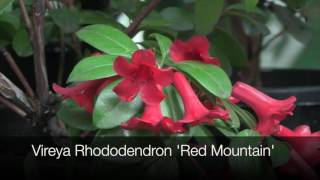 How to Grow Vireya Rhododendrons [upl. by Tally]