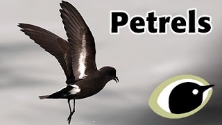 BTO Bird ID  Petrels [upl. by Weig]