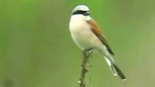 redbacked Shrike [upl. by Glendon]