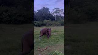 Angry Elephant 🐘 buttala road srilankaelephant wildelephant elaphant [upl. by Dina689]