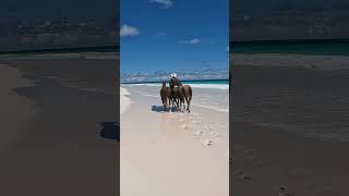 Marty and the horses travel bahamas horses pinksands [upl. by Animsaj]