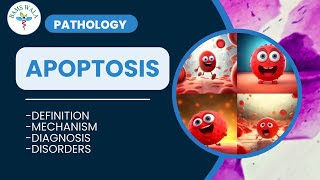 APOPTOSIS  PATHOLOGY  MBBS  BAMS  By BAMS WALA [upl. by Otilegna]