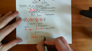 AMPA Receptors Part 2 [upl. by Almat]