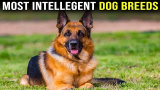 Most Intelligent Dog Breeds in the world [upl. by Komsa]