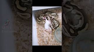 this will go viral Ball python hatchling ❤️ snake python trending reptiles subscribe viral [upl. by Kala]