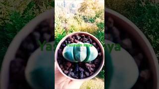 Pleiospilos nelii Split rock🌵🌄succulent cactus keşfet [upl. by Enined]