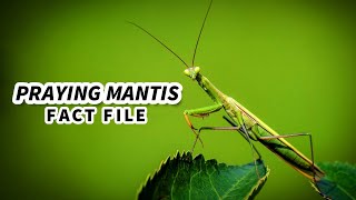 Praying Mantis Facts an ANIMAL with only ONE EAR  Animal Fact Files [upl. by Lemar755]