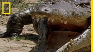 Monitor Lizard vs Croc  National Geographic [upl. by Avle759]