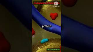 Endoplasmic Reticulum  Cell  Nucleus shrtsfeed science [upl. by Hogen]