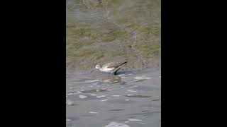 청다리도요Common Greenshank [upl. by Harley85]