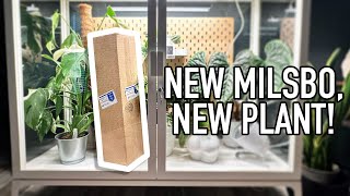 Wishlist Plant Unboxing and New IKEA Milsbo [upl. by Ellinej]