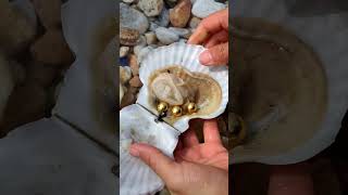 How Oysters Are Tricked Into Making Pearls [upl. by Ferris]