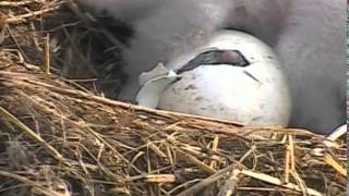 Decorah EaglesPip To Hatch Video On D23Welcome To The World D234215 [upl. by Thamos]