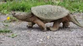 Snapping Turtle crossing at Petrie Island Ottawa River [upl. by Eatnoj]