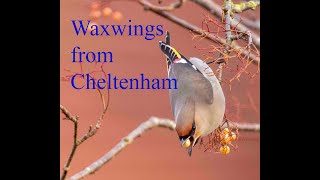 waxwings from Cheltenham [upl. by Barnebas381]