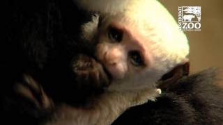 Colobus Monkey Baby First Baby 2017  Cincinnati Zoo [upl. by Marcella]