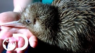 Saving Baby Kiwis From Extinction  Modern Dinosaurs [upl. by Aara]