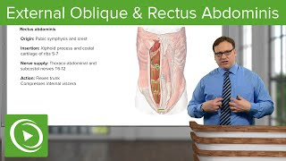 External Oblique amp Rectus Abdominis Muscle – Anatomy  Lecturio [upl. by Norrag]