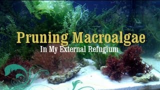 Reef Tank How to Prune Macro Algae in a Refugium [upl. by Nednal944]