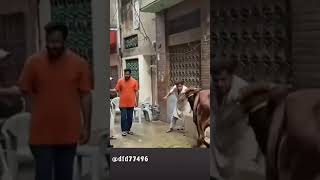 Patt da had shot  funny video maa ke magermch ka kya kehna h funny trending shorts fullfunny [upl. by Cupo200]