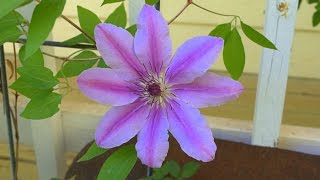 How to Propagate Clematis by Layering get them to root faster [upl. by Ecilayram615]