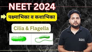 Structure of Cilia and Flagella  पक्ष्माभिका व कशाभिका की संरचना  NEET 2024  Target NEET [upl. by Ahsi]