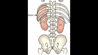 SPLEEN AND LIVER SURFACE MARKING FOR MBBS AND POST GRADUATE STUDENTS MBBS MRCS MRCP [upl. by Starr]