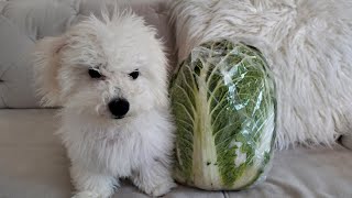 Tiny Bichon Puppy takes on Large Napa Cabbage [upl. by Gunther961]