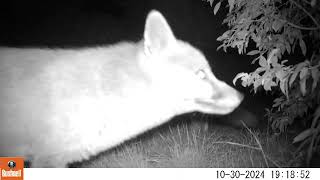 Fox cam  A couple of visitors last night Part 2 [upl. by Ellard204]