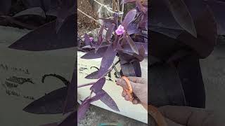 gardening garden vegetables plants gardeningtips organicgardening harvesting yt 🍀🍀💐💐🌹🌹👌 [upl. by Vincelette444]