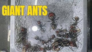 Even more eggs  camponotus singularis update [upl. by Angadresma]