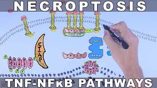 Necroptosis  TNFAlpha Signalling [upl. by Publius]