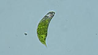 Euglena Species An Algal bloom Organism Capable of Killing Fish Life [upl. by Navada]