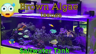 Brown algae In Saltwater tank [upl. by Fleischer]