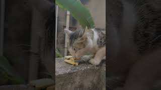 Cat ASMRasmr cat eating cutecat [upl. by Htidirrem]