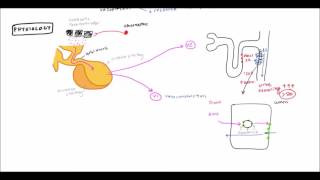 Diabetes Insipidus for USMLE Step 1 and USMLE Step 2 [upl. by Alial]