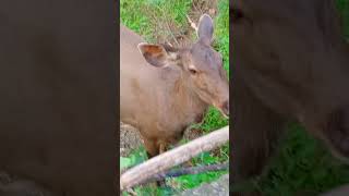 Exploring Guwahati Zoo [upl. by Ynove]