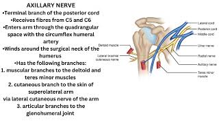 Axillary Nerve [upl. by Eneleuqcaj]