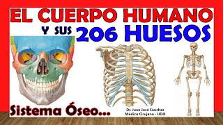 🥇 206 HUESOS del Cuerpo Humano en 24 Minutos  Mnemotecnias Fácil y Sencillo [upl. by Destinee391]