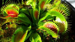 Carnivorous Plants [upl. by Stryker]