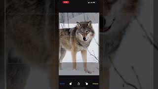 EarthSnap identifies a wolf Canis lupus [upl. by Rebme101]