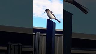 Butcherbird Qld Australia [upl. by Ethelinda667]