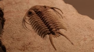 Rare Fossils of Ancient Trilobites [upl. by Atenahs171]