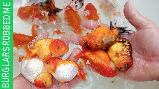 BURGLARS ROBBED ALL MY BREEDER GOLDFISH AND JAPANESE KOI What happened [upl. by Gracia106]