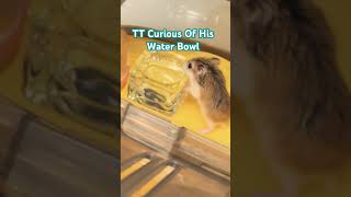 Baby Hamster Curious Of Water Bowl roborovskihamster hamsters dwarfhamsters [upl. by Vi]