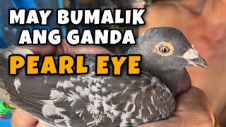 MAY BUMALIK ANG GANDA PEARL EYE Reggie Cruz Loft amp Aviary reggiecruzloftandaviary [upl. by Yerxa176]