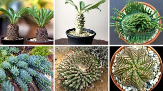 🌸 20 ESPÉCIES DE EUPHORBIAS PARA IDENTIFICAÇÃO ESPÉCIES RARAS Euphorbia suculentas [upl. by Ayaet]