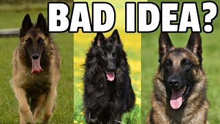 8 Things to Know Before Getting a Belgian Shepherd Dog [upl. by Ahsilra]