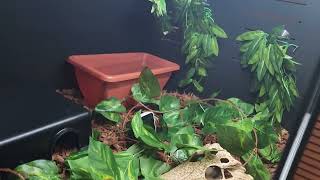 Snake enclosure update 🐍 reptiles nature [upl. by Tatiana]